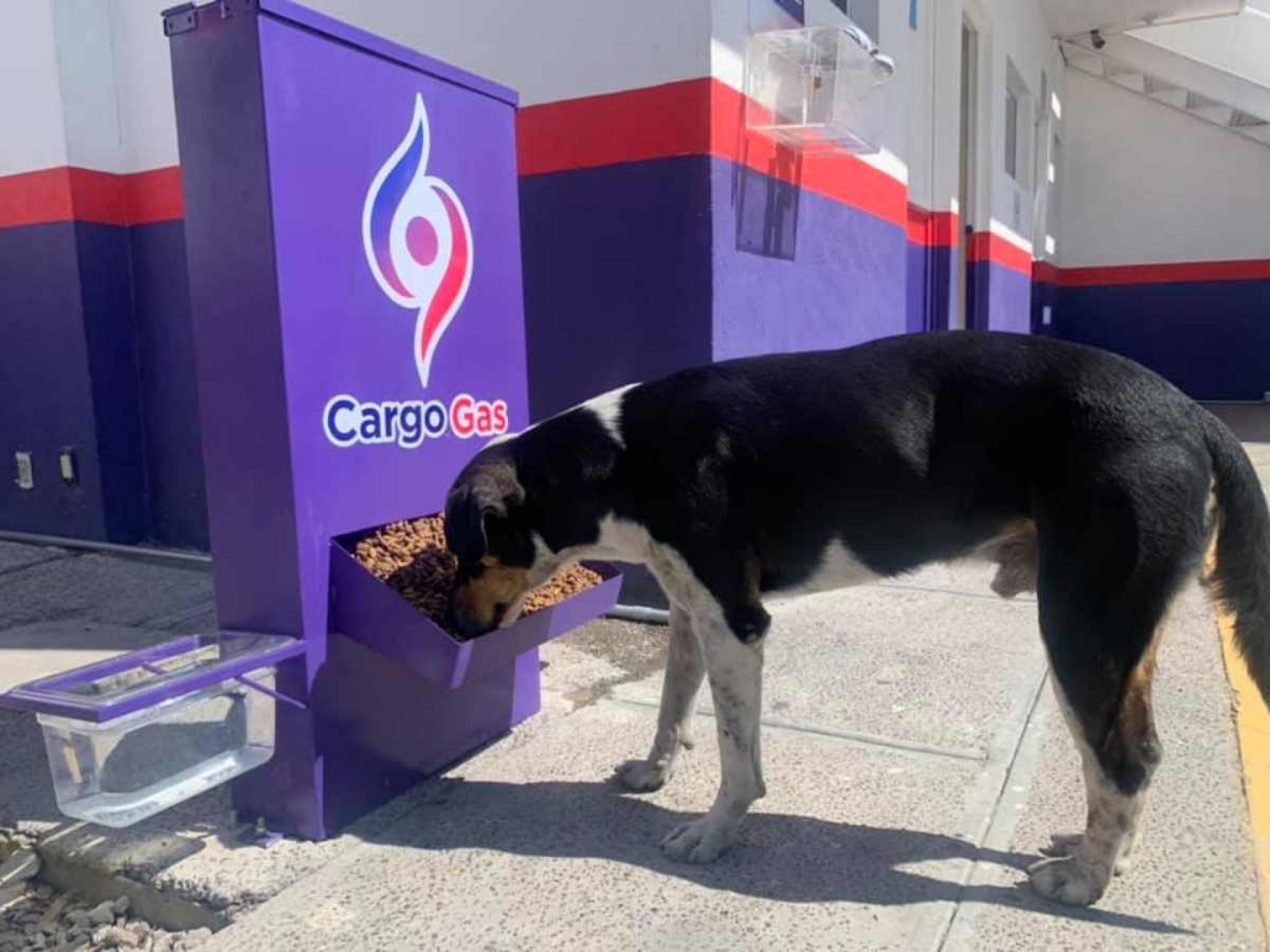Gasolinera alimenta a perros de la calle; se hace viral