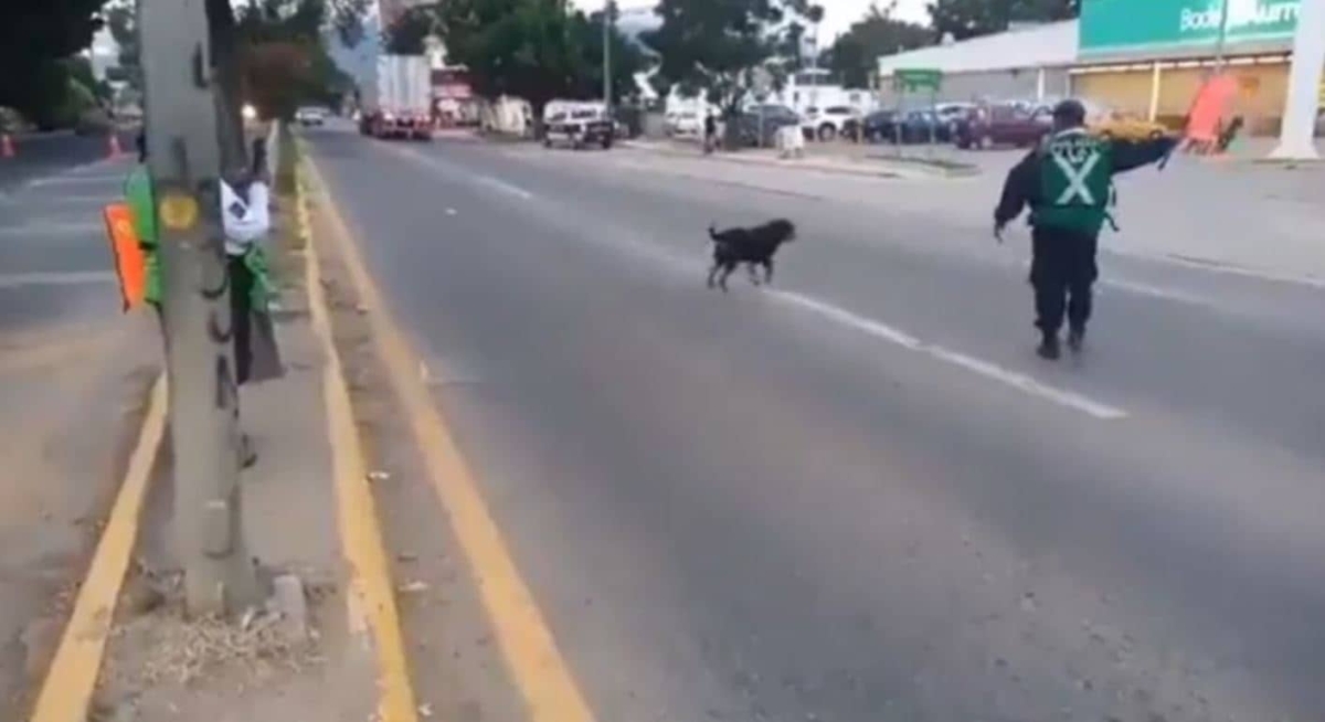 Policía detiene el tránsito para que perrito cruce la calle