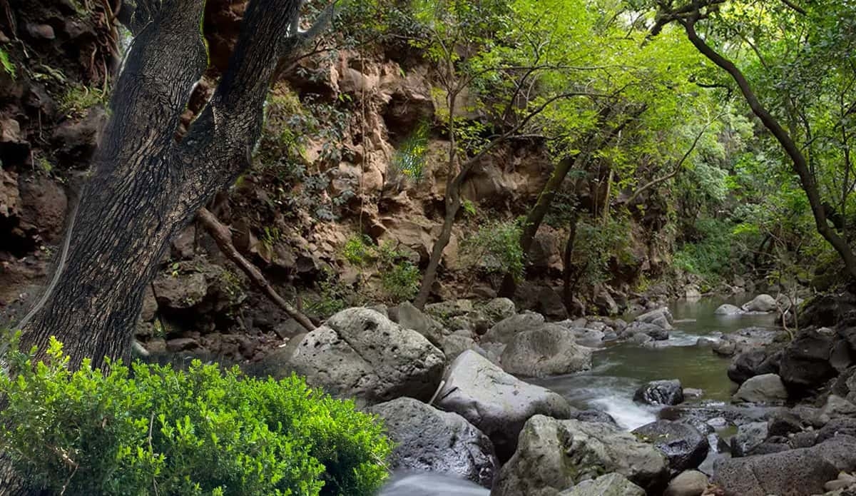 ¿Qué somos si no es naturaleza?