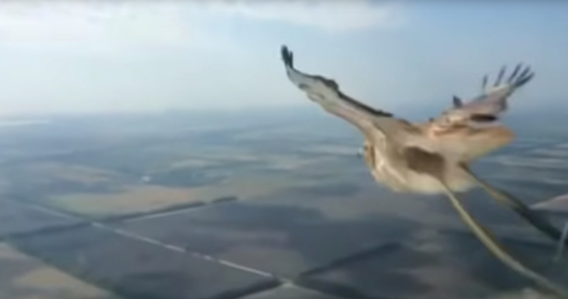 VIDEO: Esto pasa cuando un ave topa con un avión