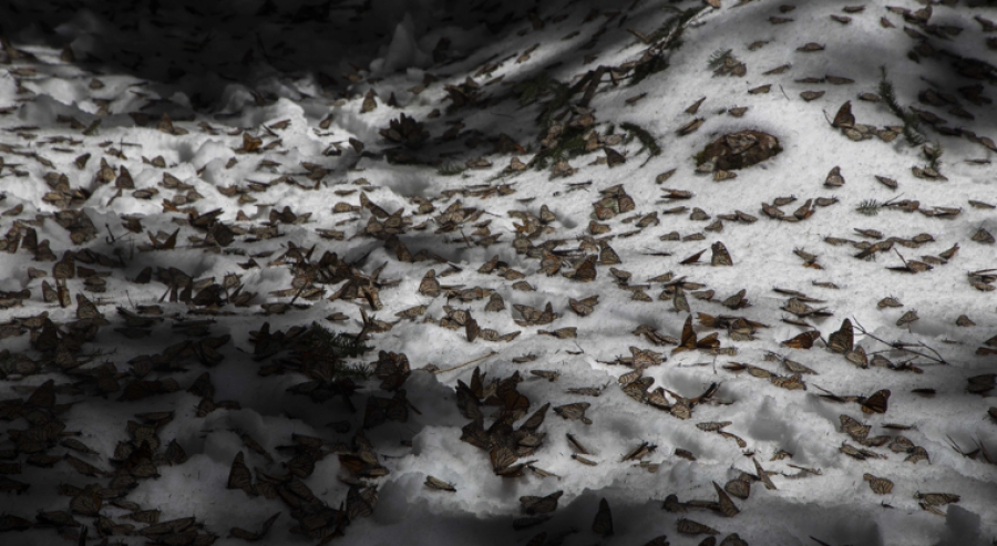 Nevada sepulta a más de 1 millón de mariposas Monarca en Michoacan