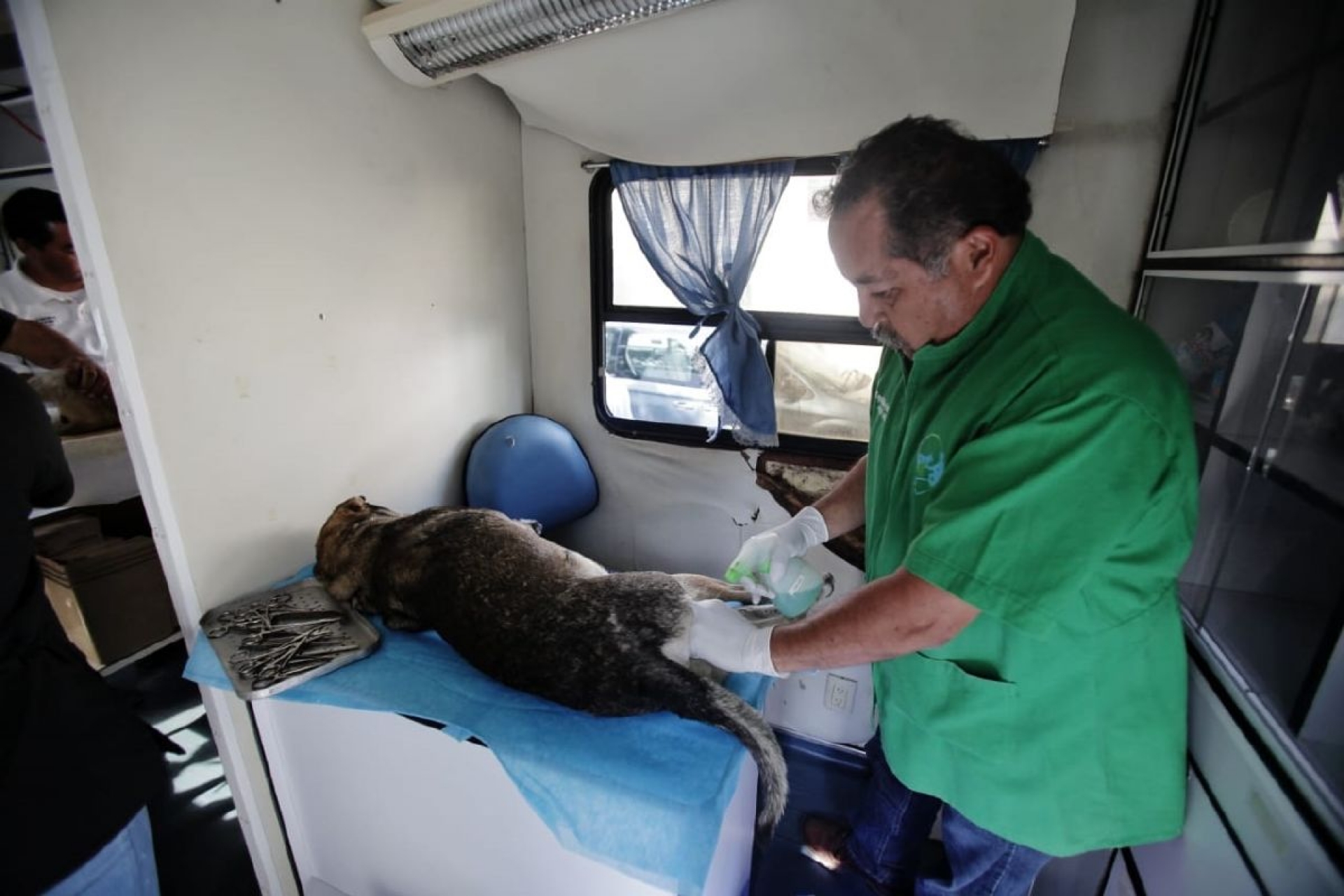 Esterilización canina