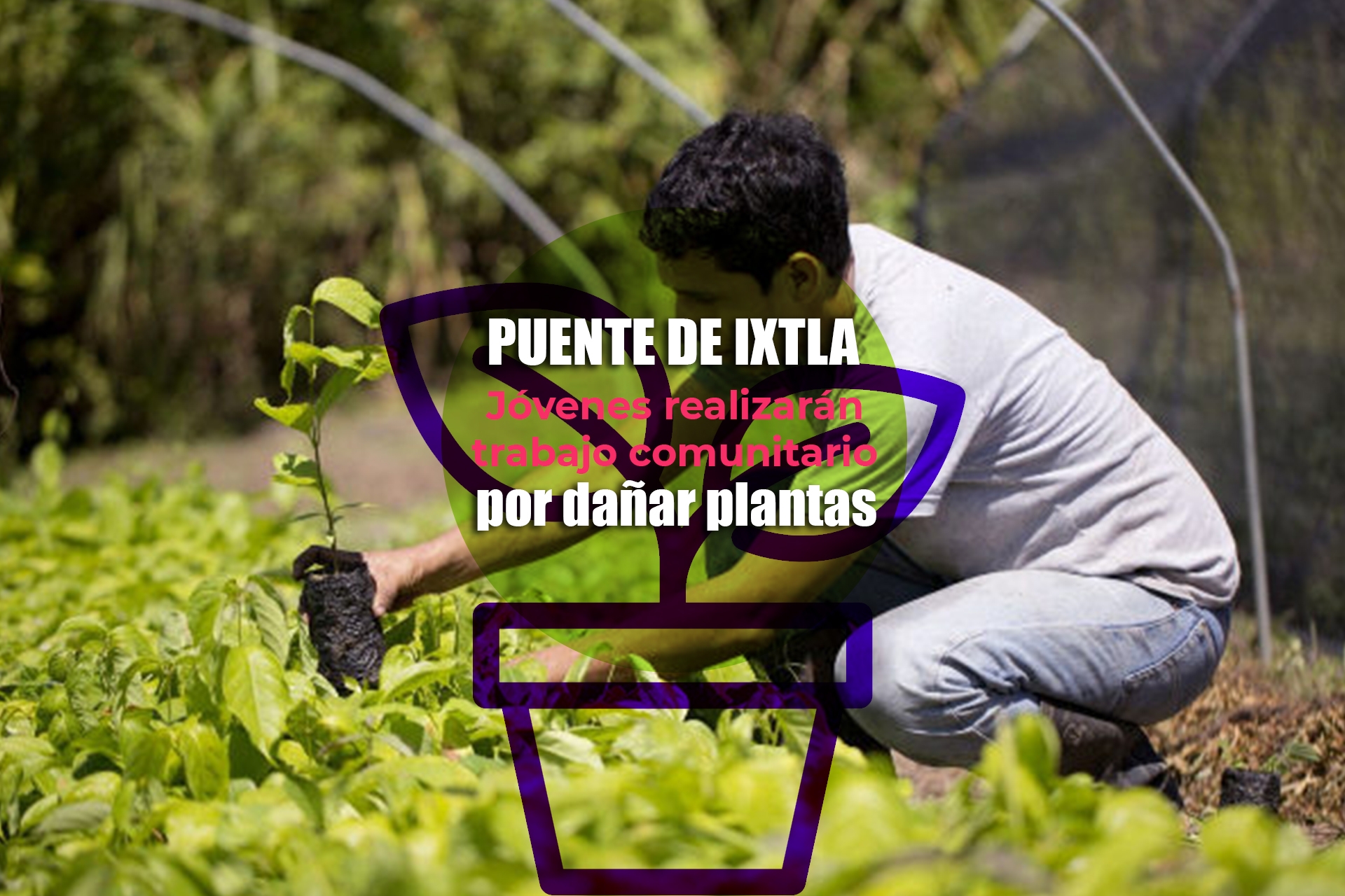Jóvenes de Puente de Ixtla realizarán trabajo comunitario por dañar plantas