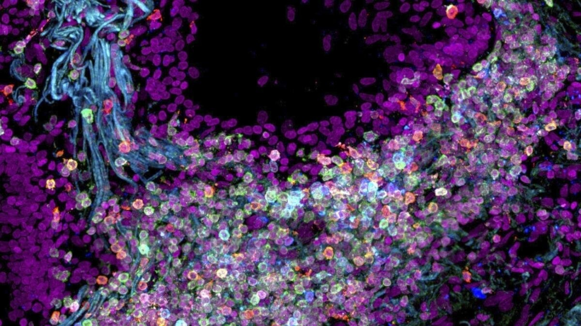Científicos desarrollan mapa del cuerpo humano, célula a célula