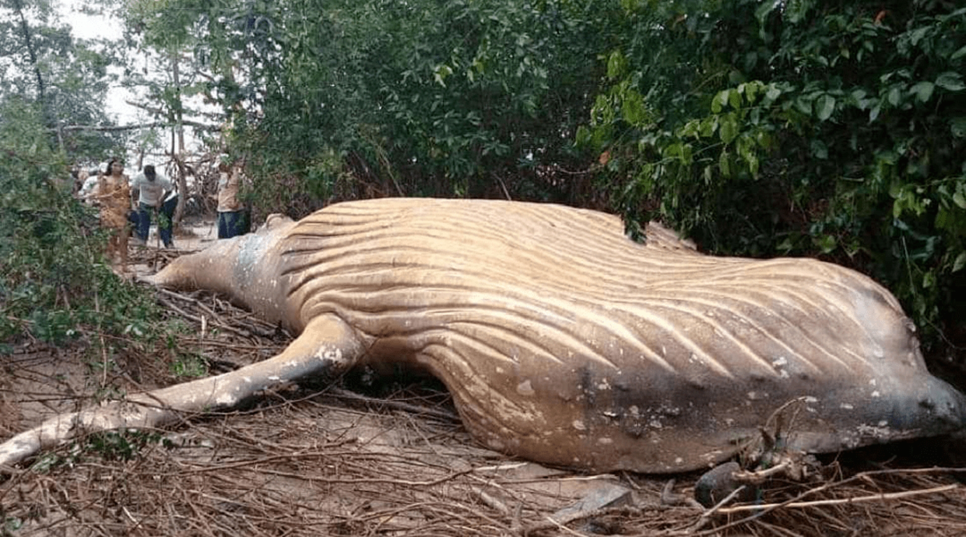 Encuentran el cadáver de una ballena jorobada en medio del Amazonas