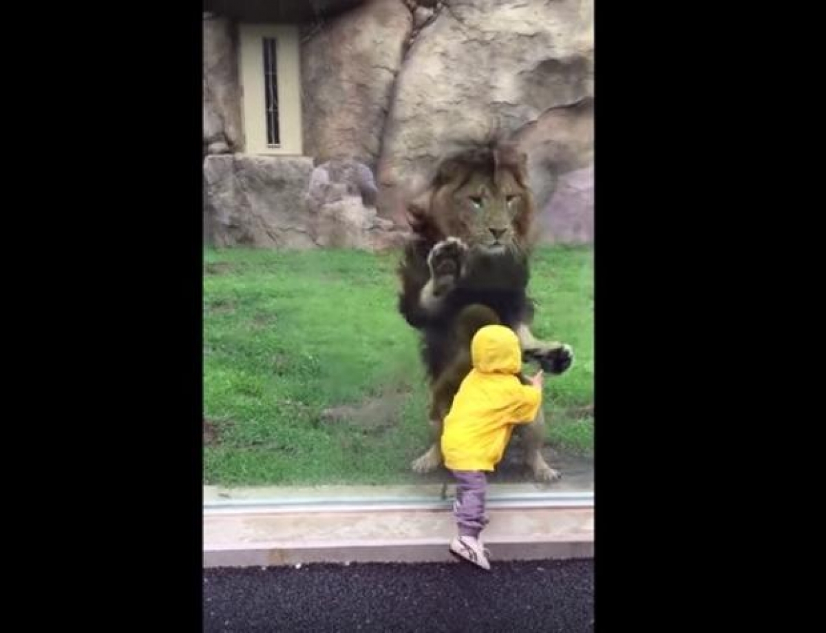 León se abalanza sobre un niño y se estrella contra vidrio