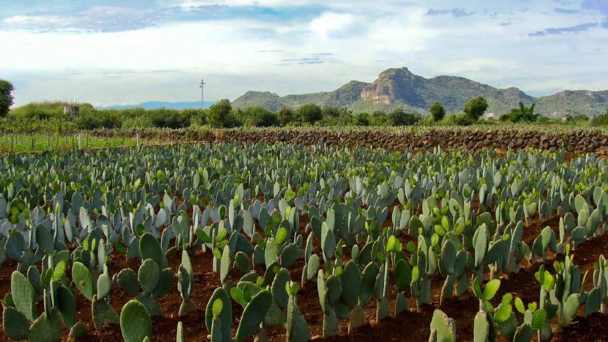 Grave, daño al campo por inflación: UNTA