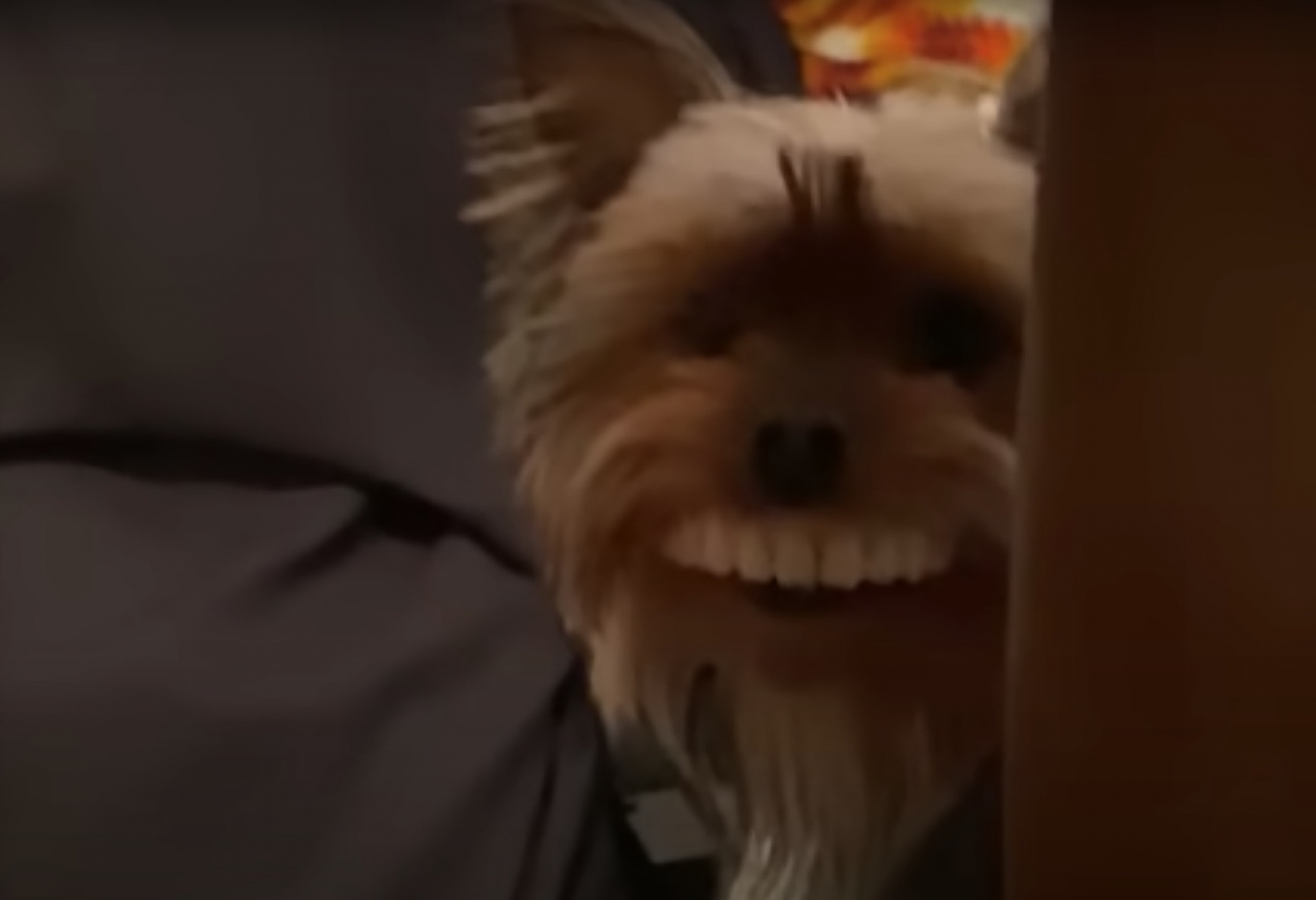VIDEO: Perro roba la dentadura postiza de su dueño