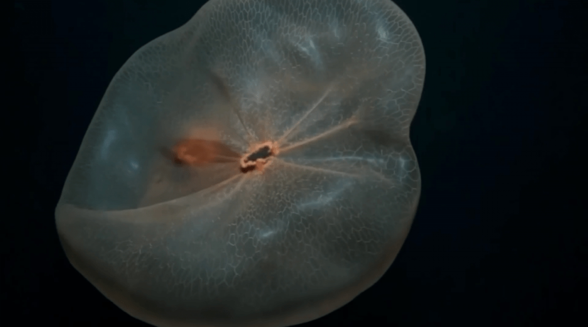 Captan en video a una extraña especie de medusa que parece un condón inflado