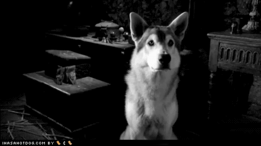 ¿Por qué los perros inclinan la cabeza hacia un lado?