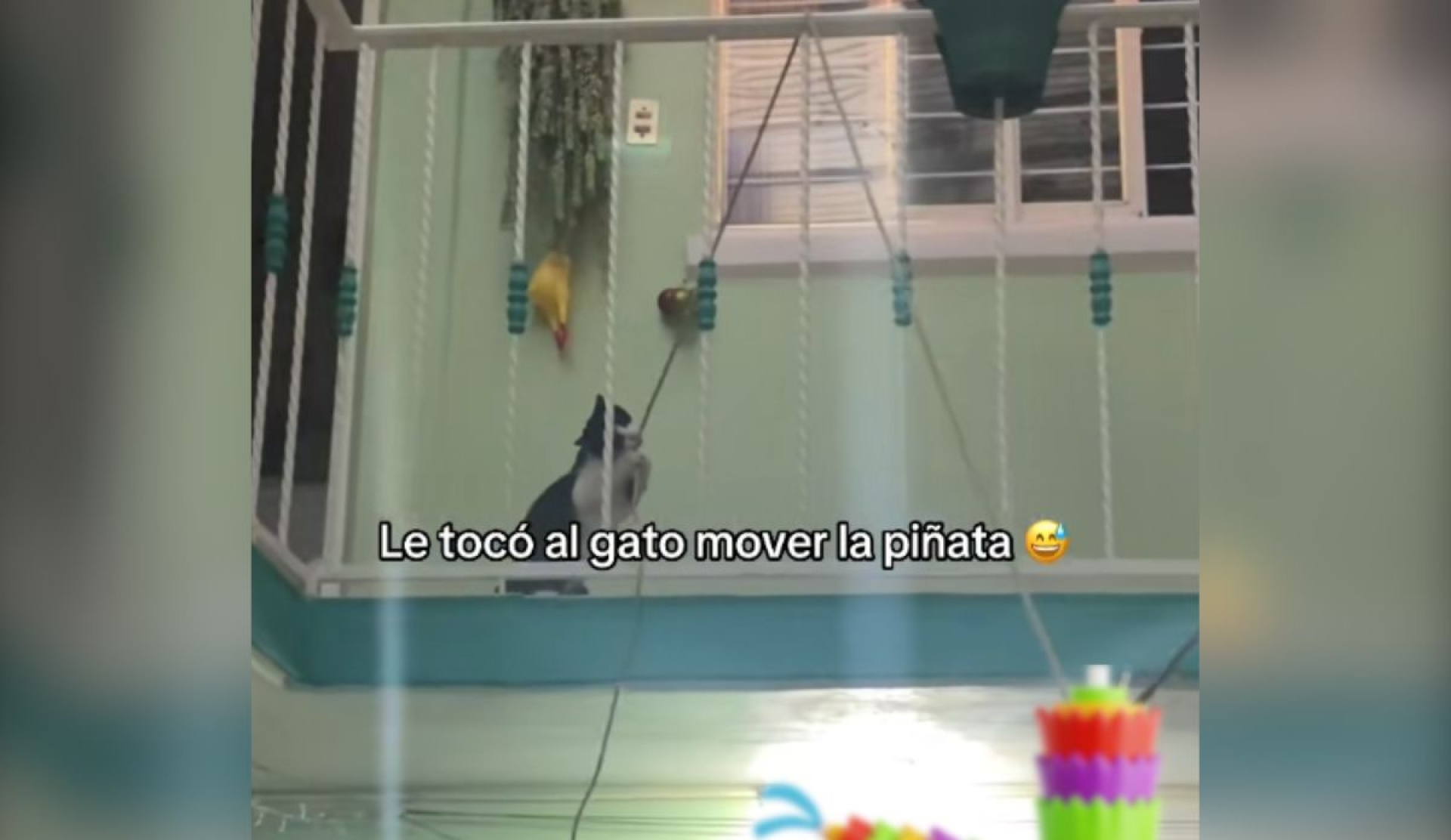 México supera a la IA: gatito jala la piñata y video se vuelve viral