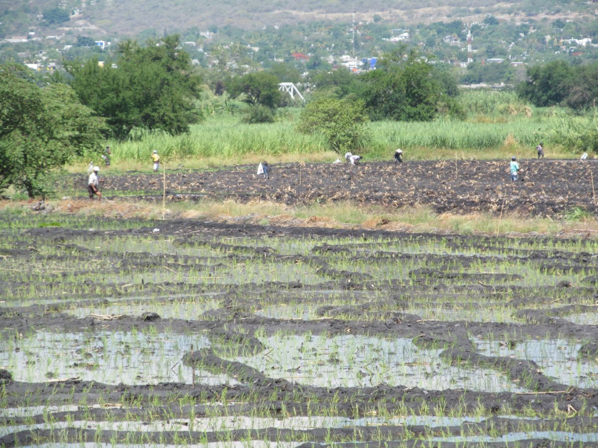 Productores prevén año difícil para el campo