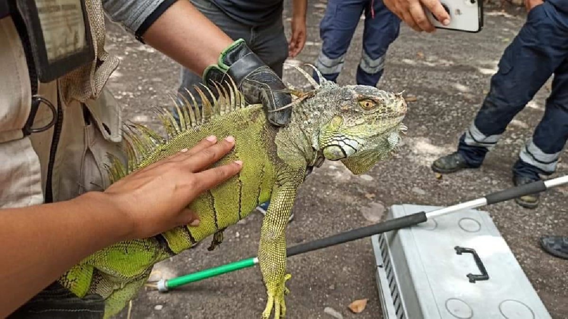 Rescatan una iguana verde de cabeza negra en Coatlán