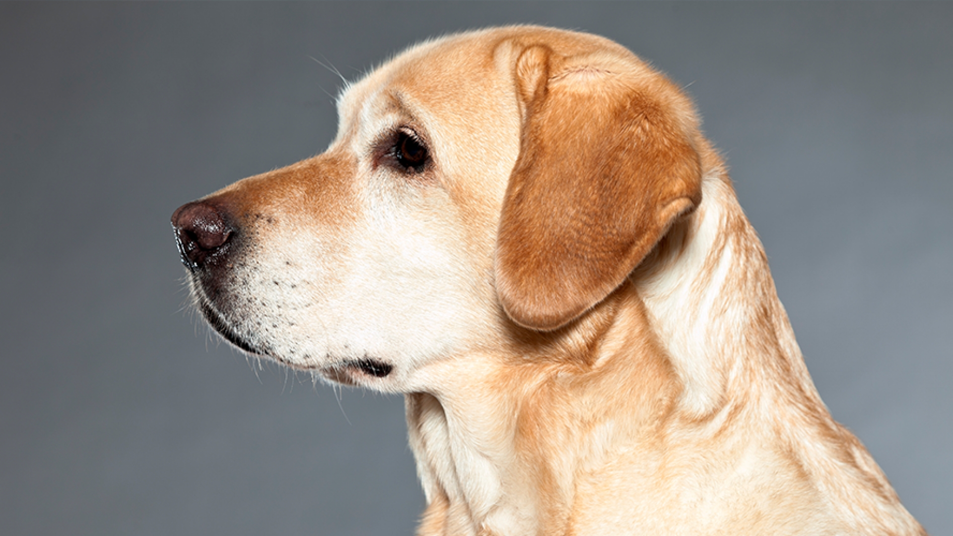 Los perros podrían ser los próximos cazadores del coronavirus