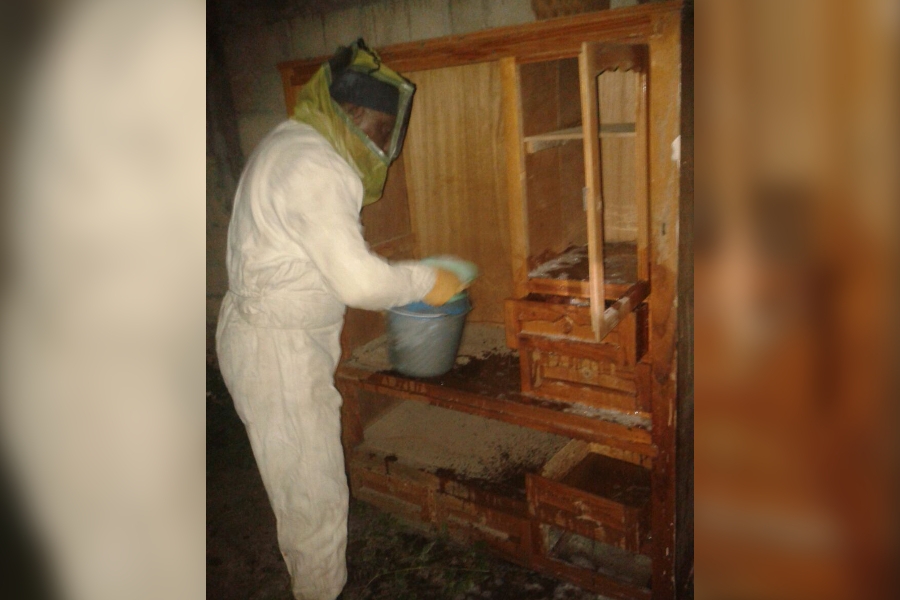 Retiran panales de abejas de zonas conurbadas de Tetecala