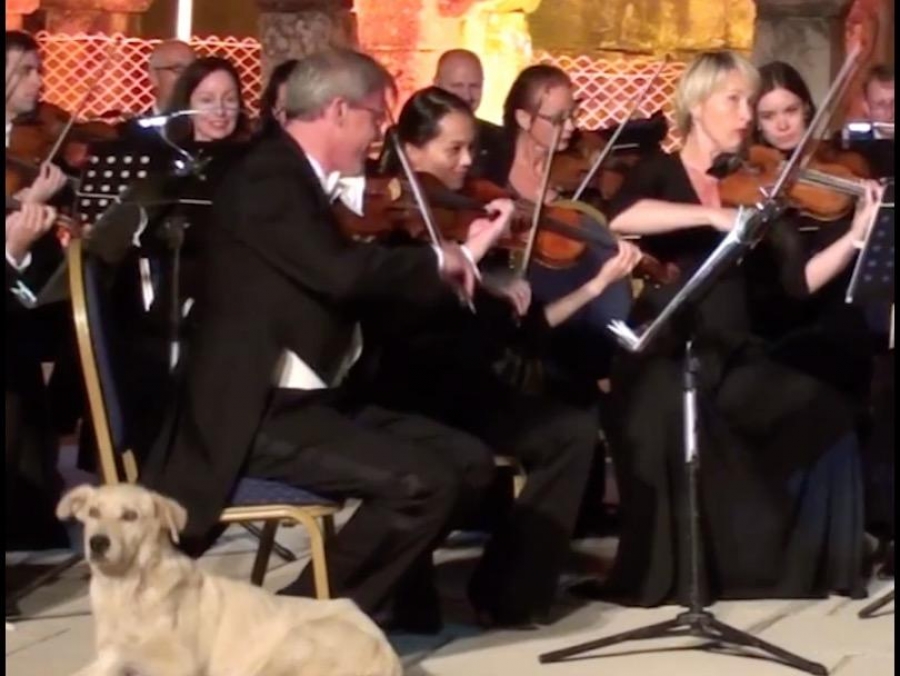 Invitado inesperado, roba la noche a orquesta