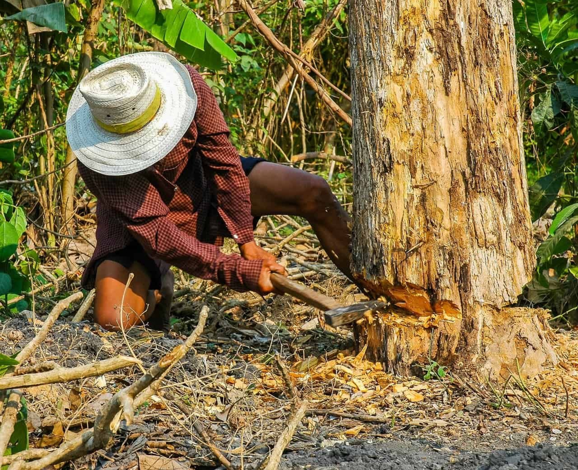 Denuncian tala en Santa María por venta de terrenos