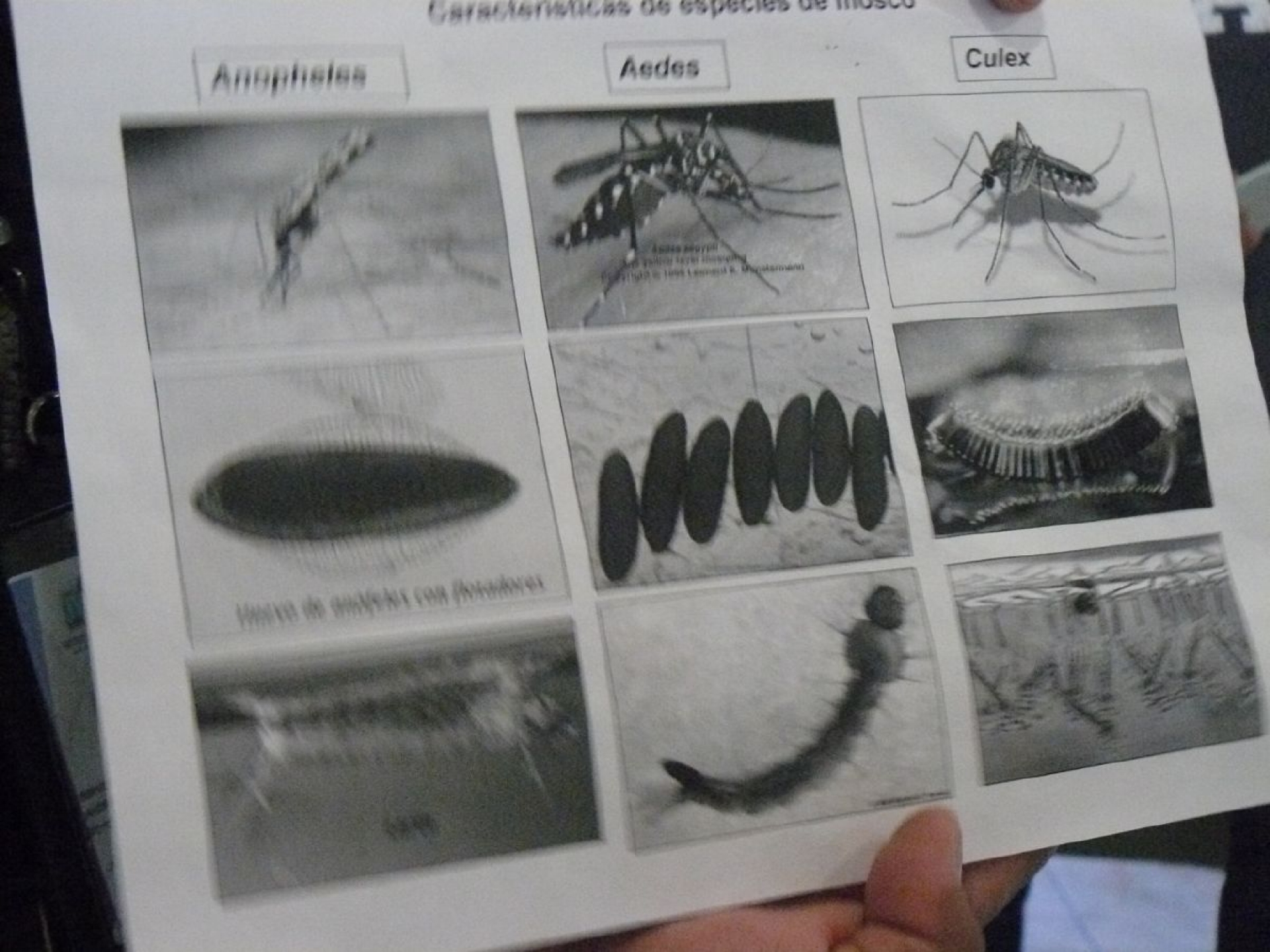 Registran alto número de casos de dengue en Zacatepec