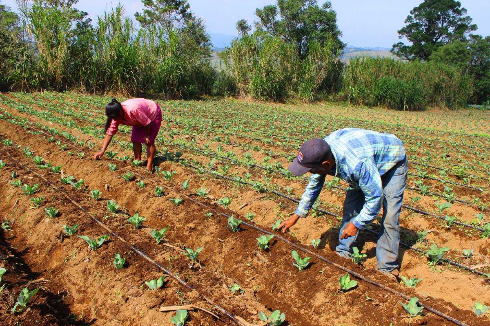 Piden apoyo urgente para productores agrícolas