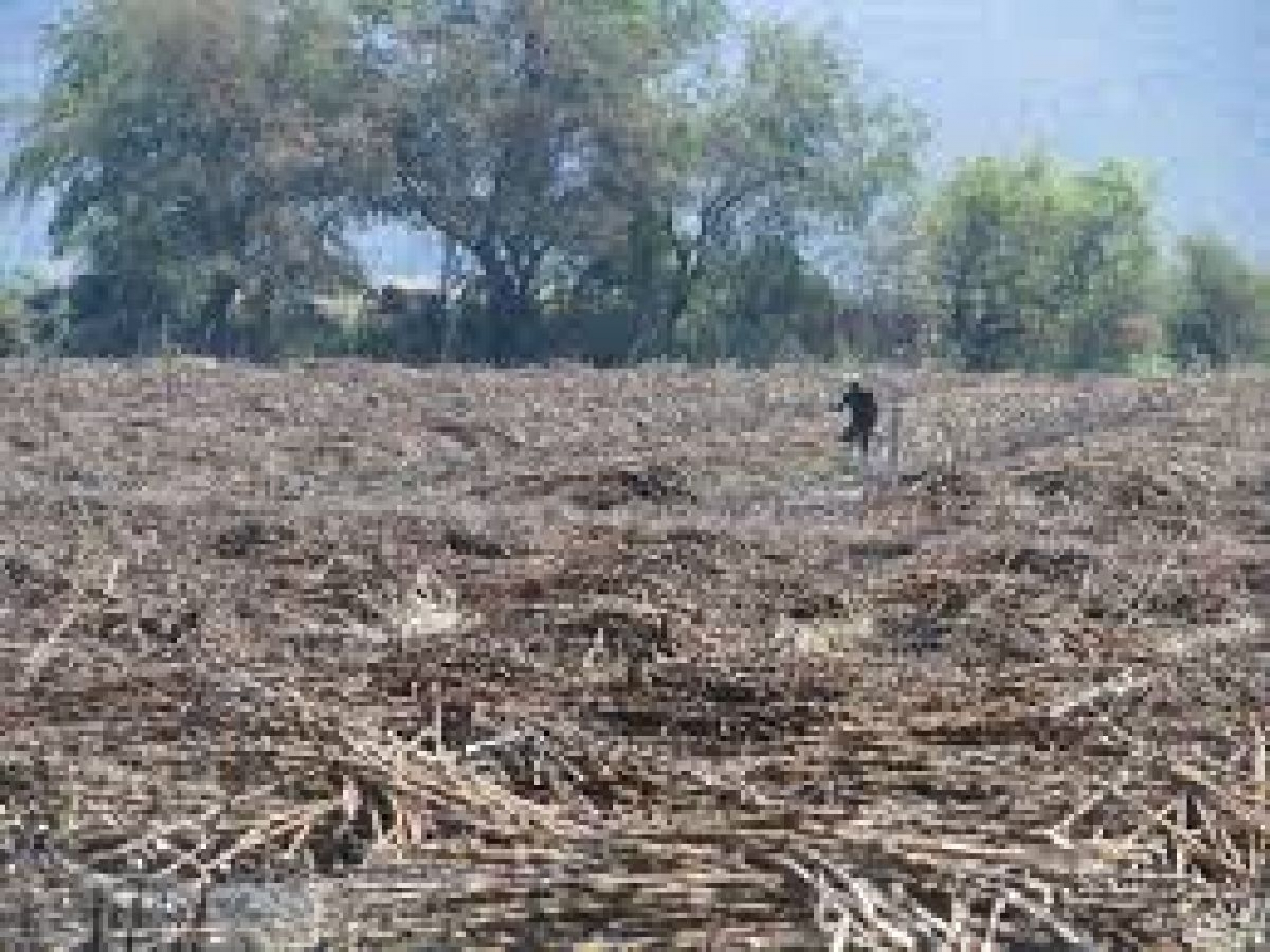 Implementarán tratamiento para mejorar la caña de azúcar
