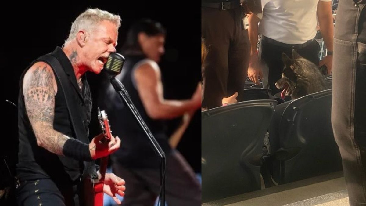 'Storm' la metalera: Perrita se escapa de casa y aparece en concierto de Metallica