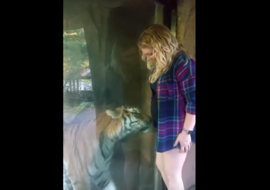 Tigre 'acaricia' vientre de mujer embarazada