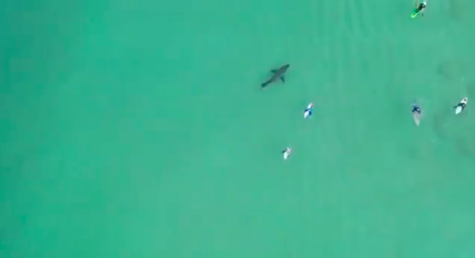 VIDEO: Tiburón acecha a surfistas y ellos ni en cuenta...