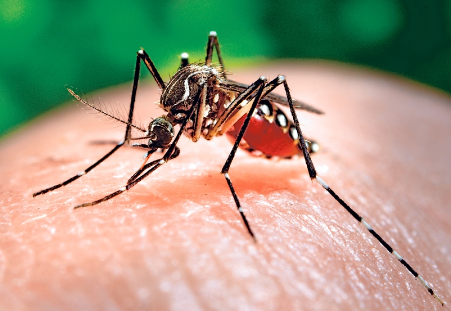 ¿Qué es el virus zika?, enfermedad recién detectada en América Latina