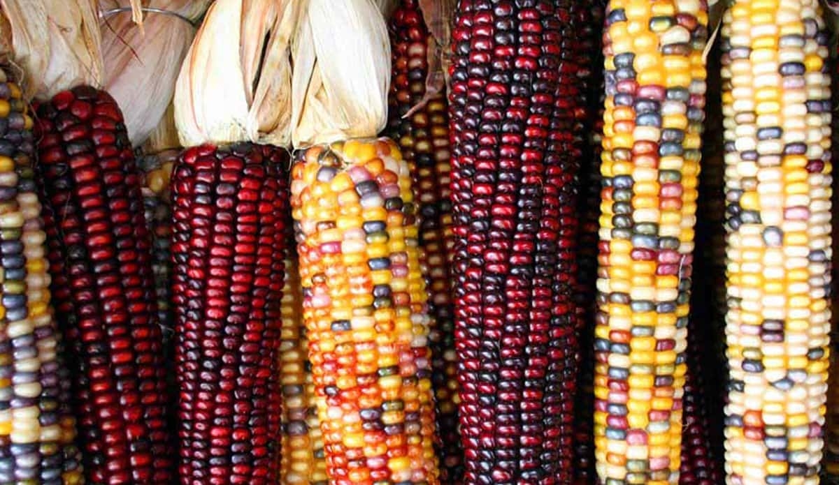 La importancia de los maíces nativos