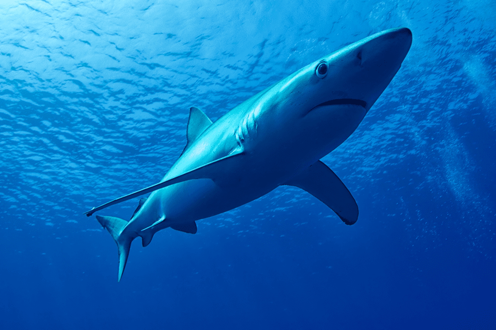 Tiburón azul puede cambiar de color como un camaleón, revela estudio