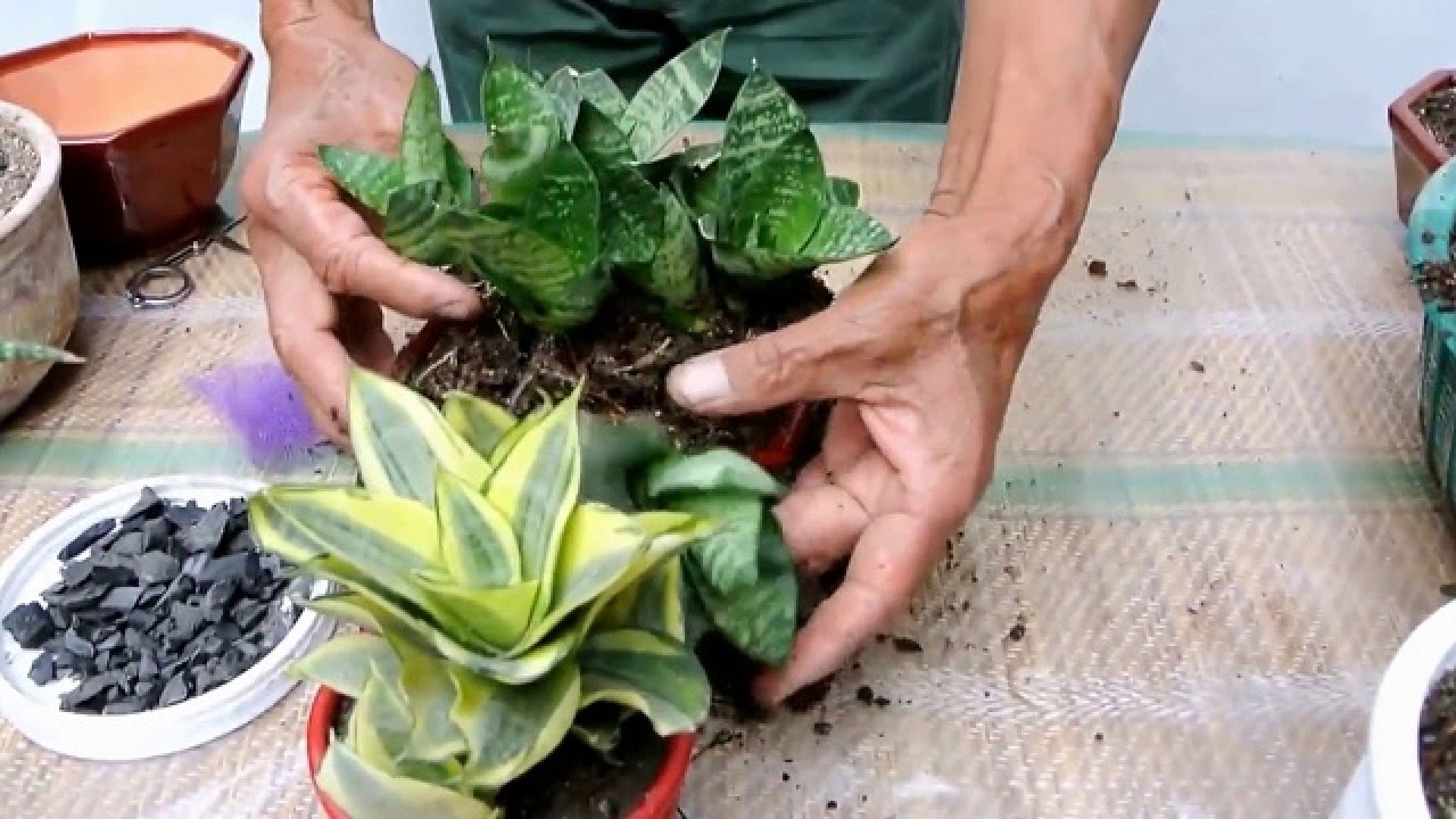 Tenga al menos una de estas plantas en casa: Son verdaderas bombas de Oxígeno