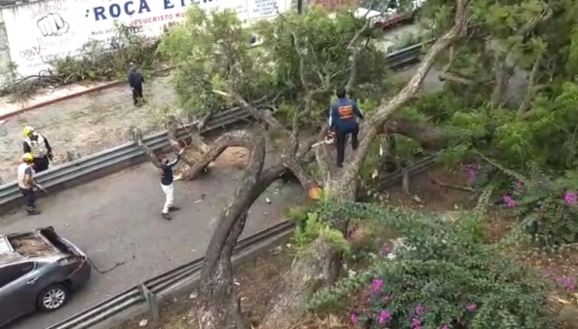 Cae árbol sobre un auto en Buena Vista