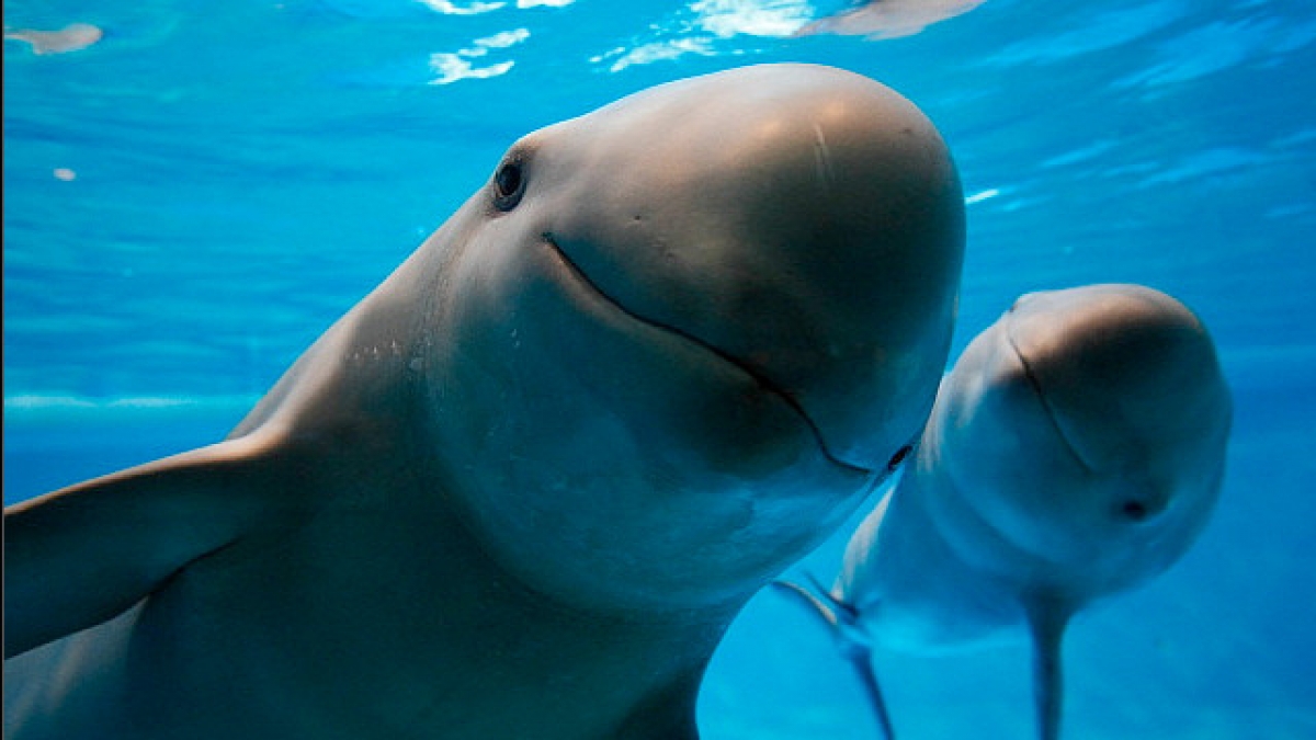 182 países protegerán a la Vaquita Marina
