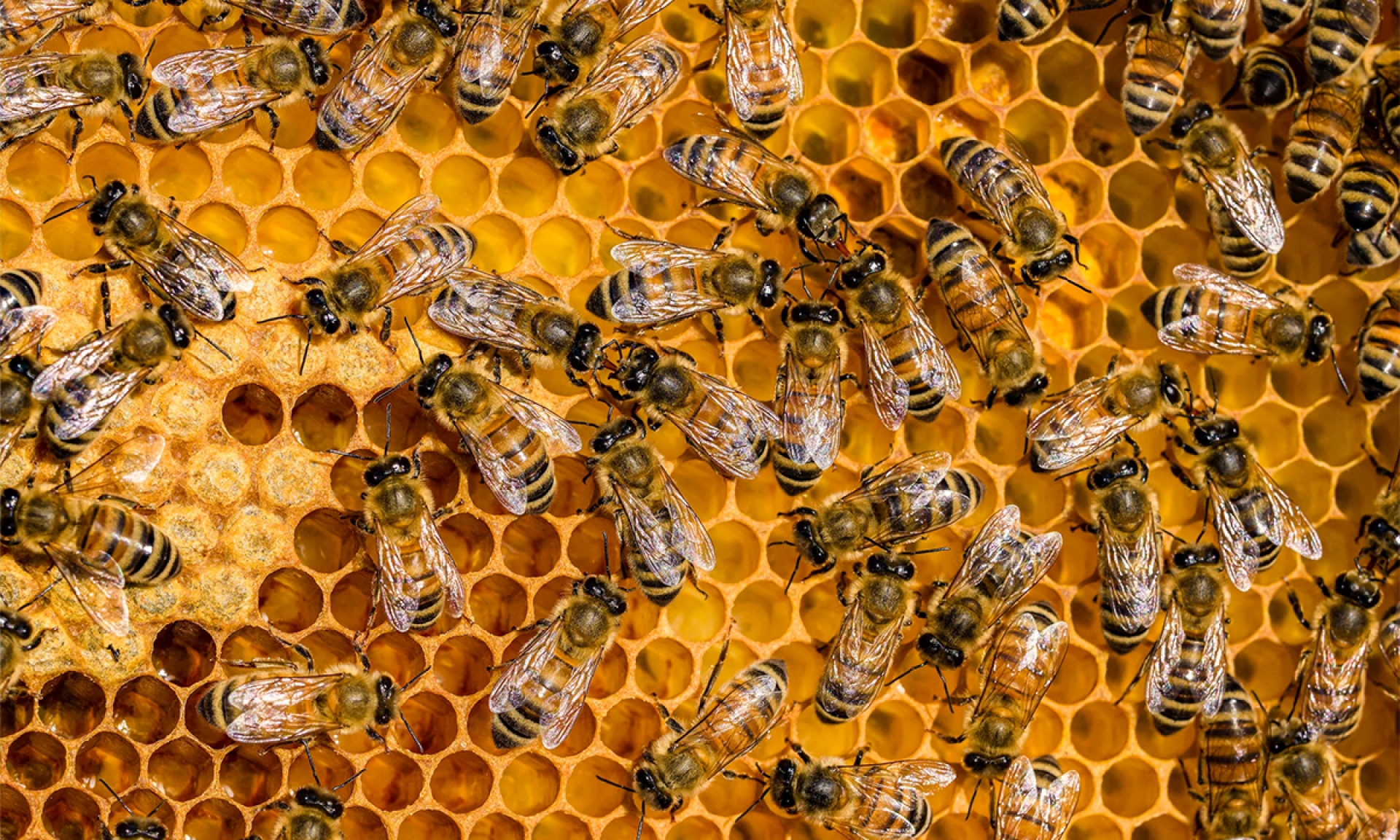 Consejos para ayudar la conservación de las abejas desde casa