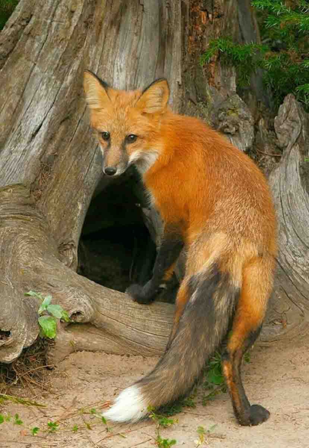 Los animales en los espacios que habitamos