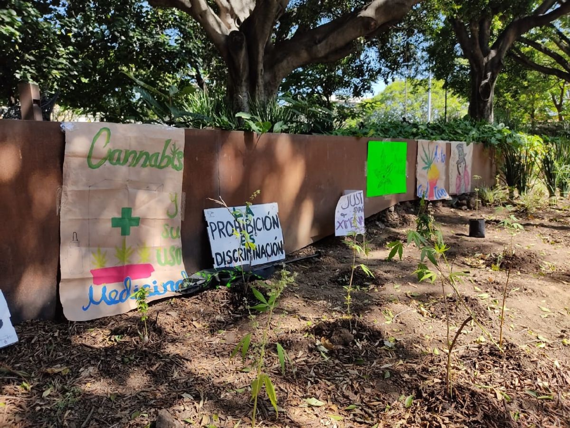 Plantan mariguana en jardineras de la plaza de armas