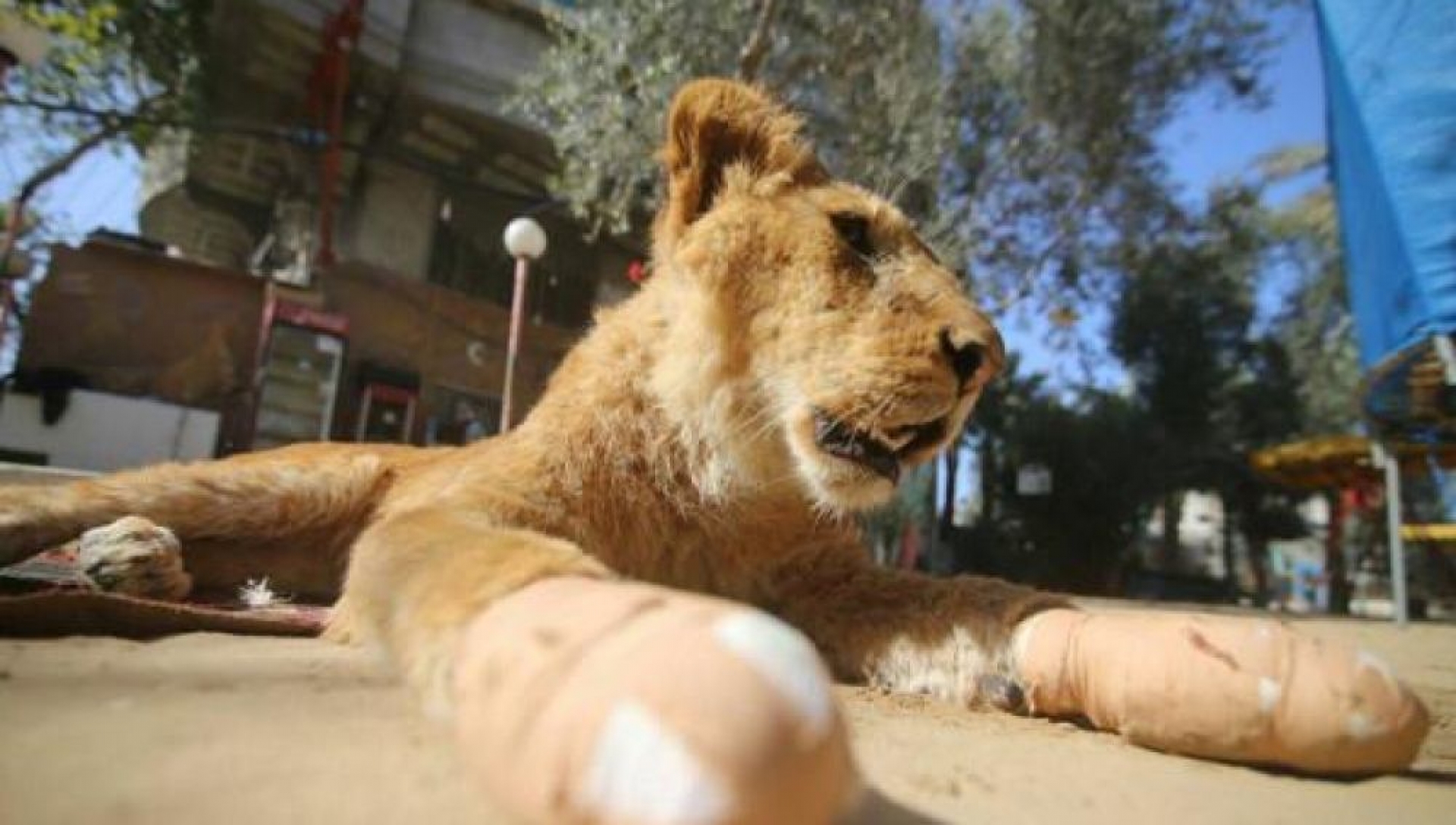 Mutilan a una leona para que "juegue" con los visitantes del zoo