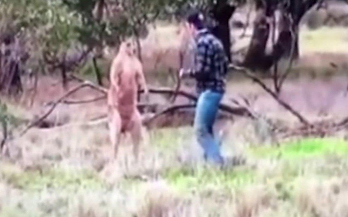 VIDEO: Australiano le da una lección a un canguro
