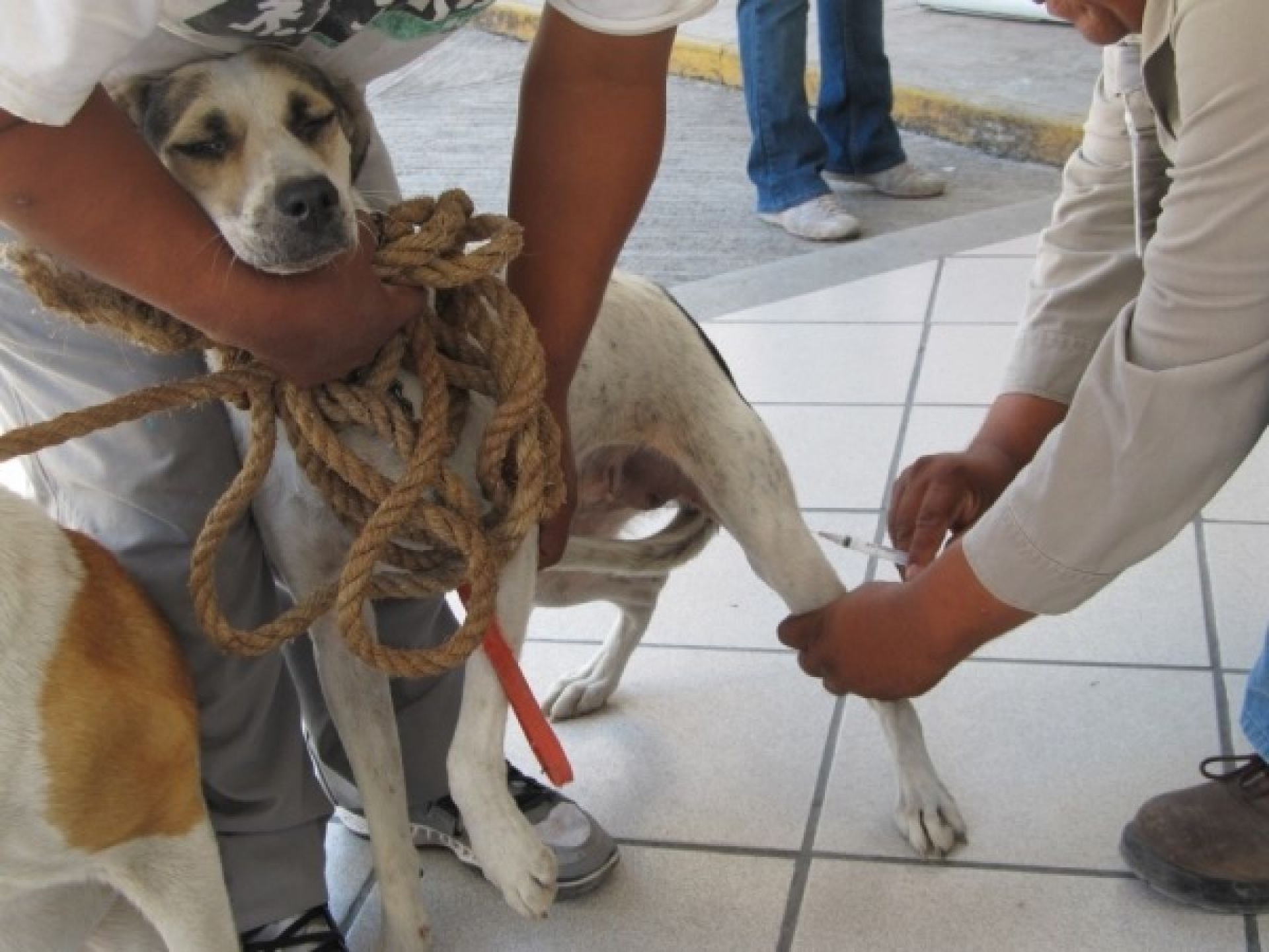 Necesario, atender proliferación de perros callejeros en Xoxocotla