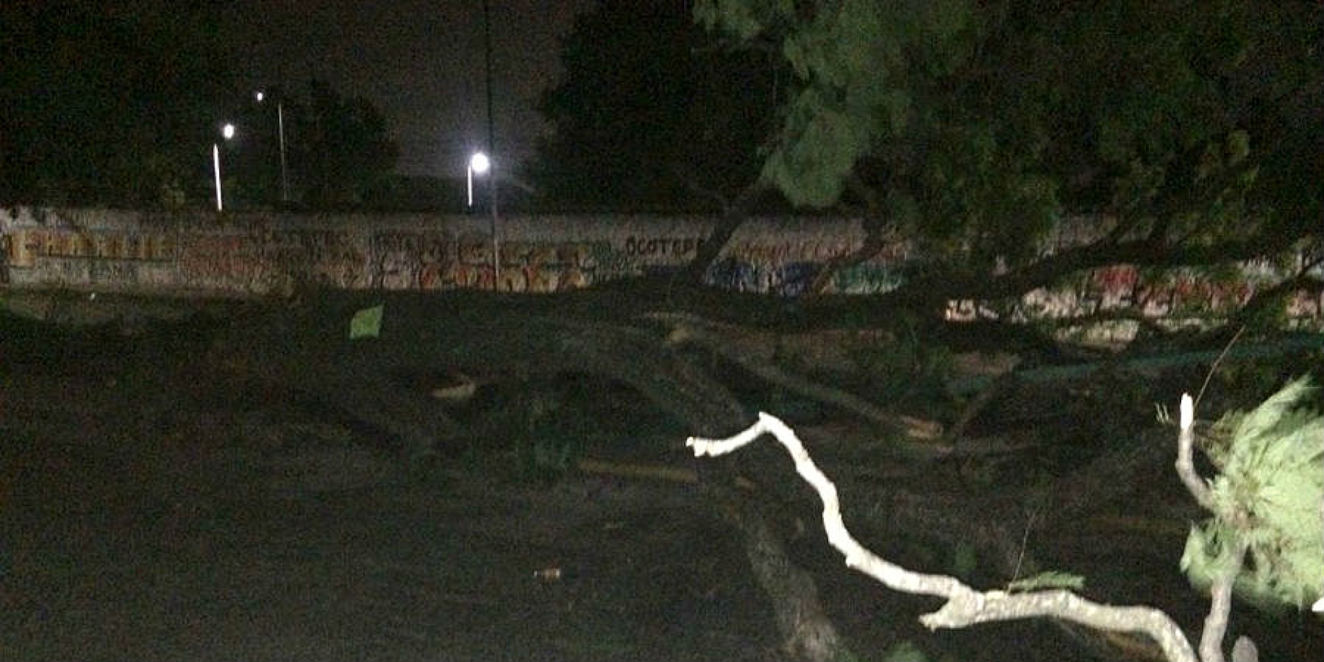 Tras lluvia y viento, caen árboles en diferentes puntos del estado