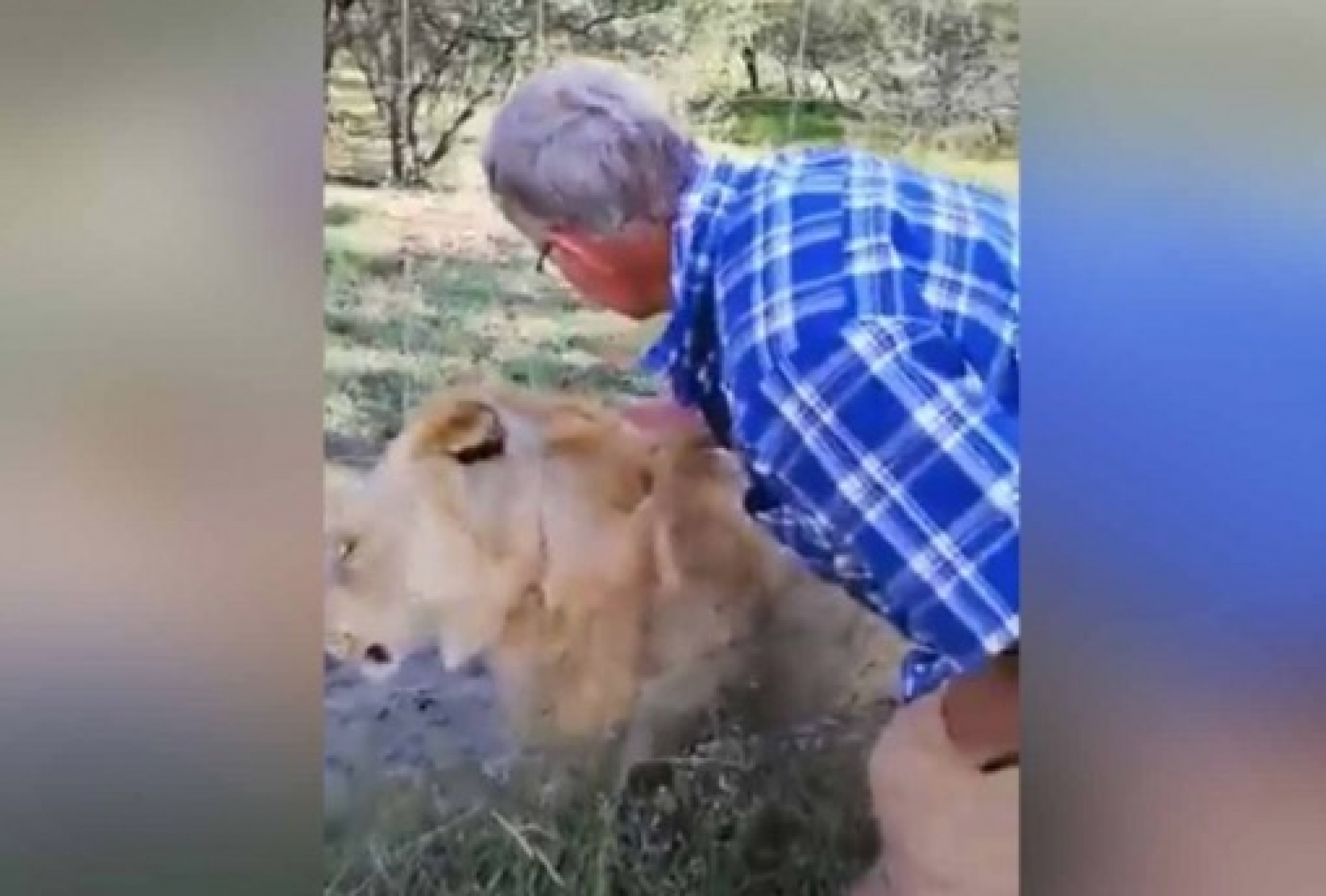 VIDEO: Leona muerde a hombre al acariciarla