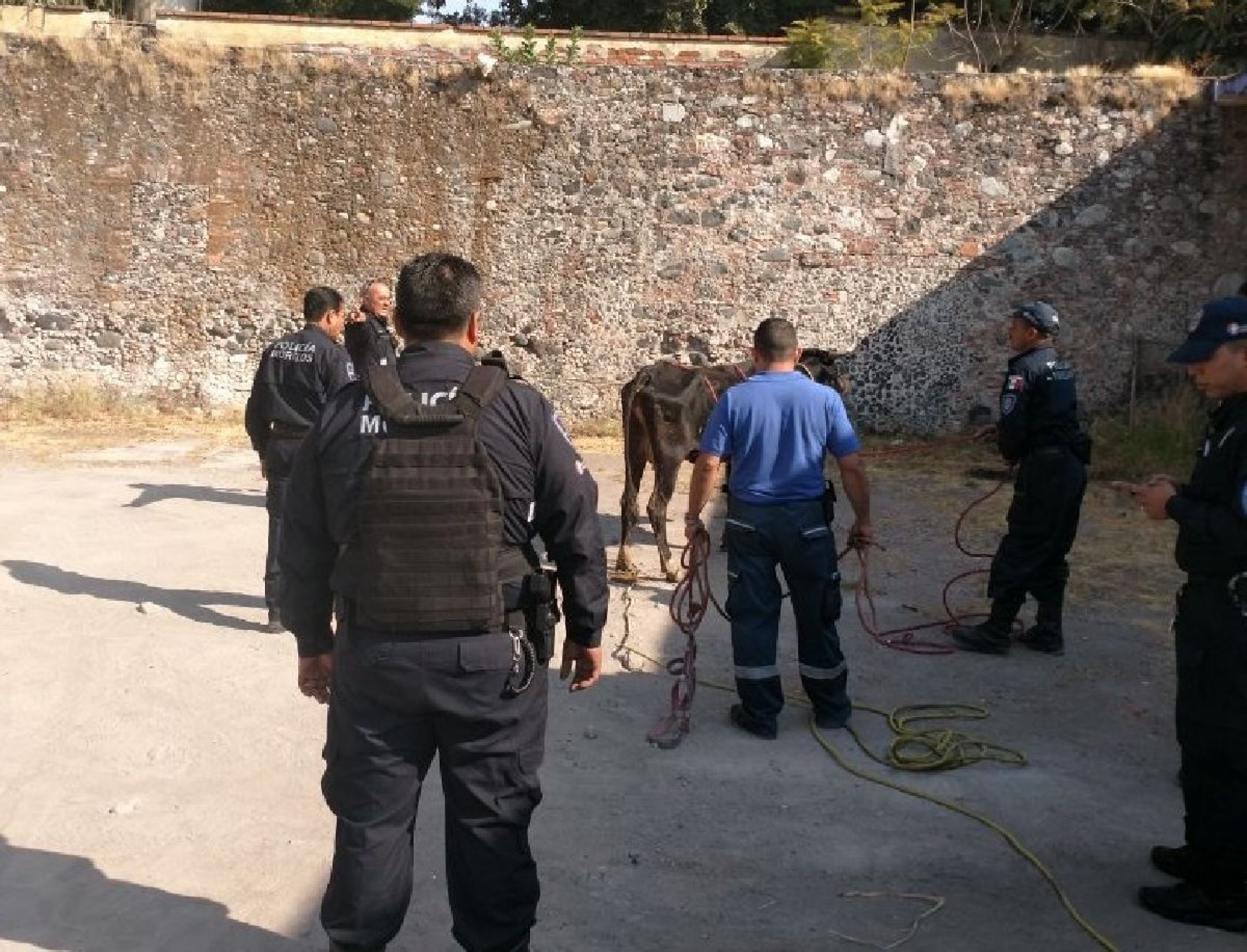 Otra vez se escapan reses en el centro de Cuautla