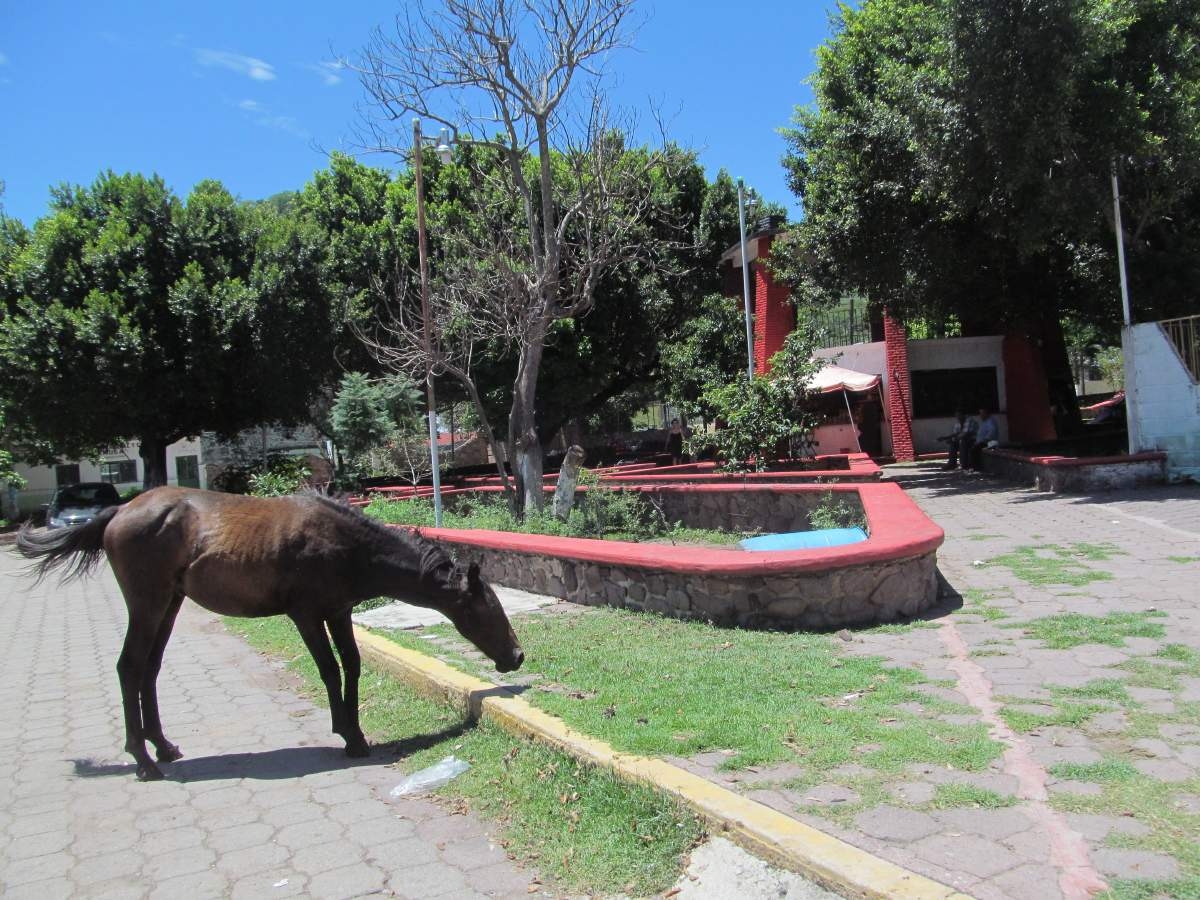 Realizarán primera Feria del Queso en Tlaquiltenango