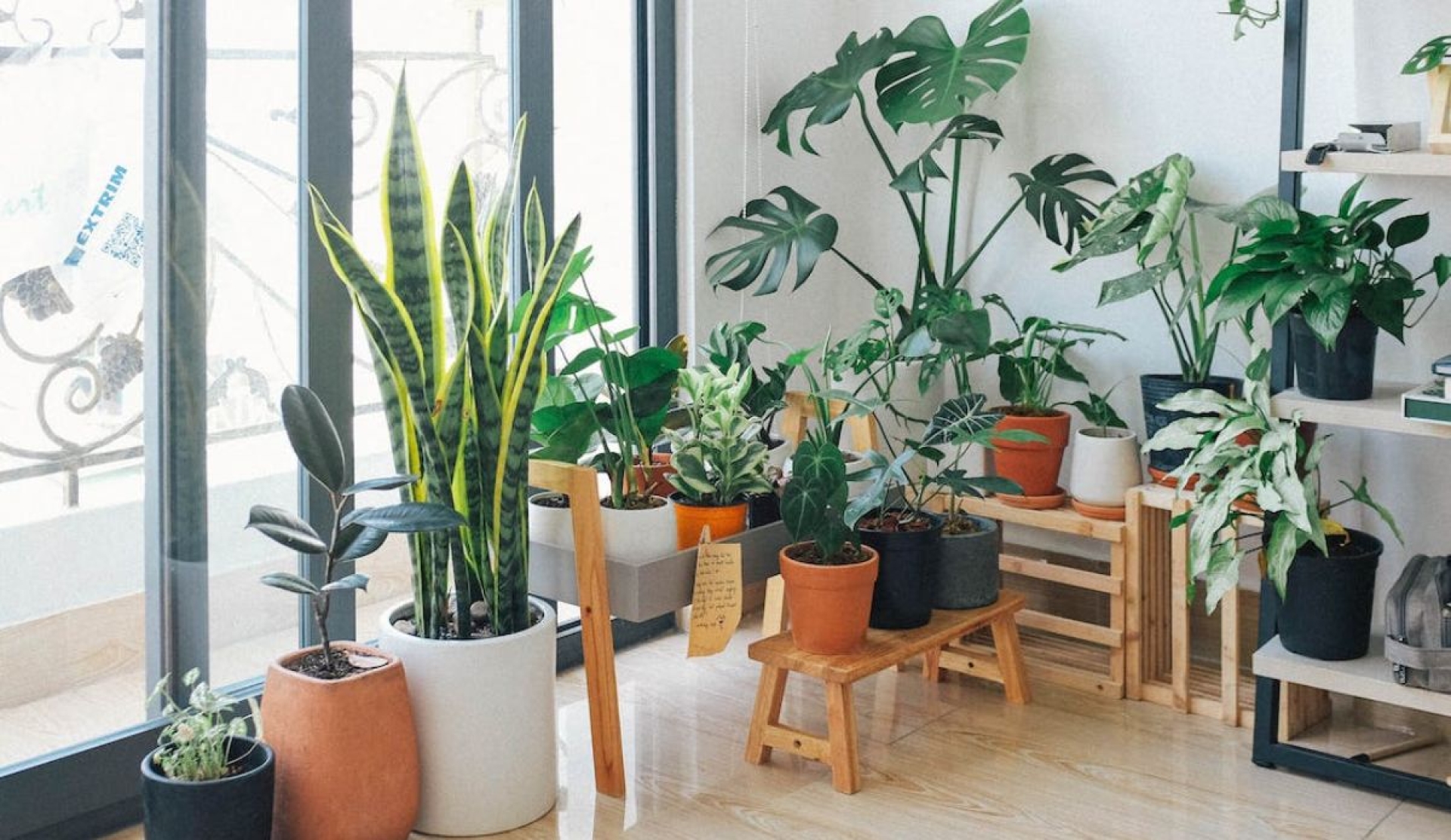 Cinco plantas fáciles de cuidar para decorar el interior de tu hogar
