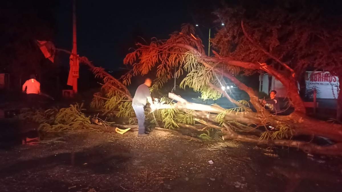 Lluvia y vientos causan caída de árboles en Yautepec