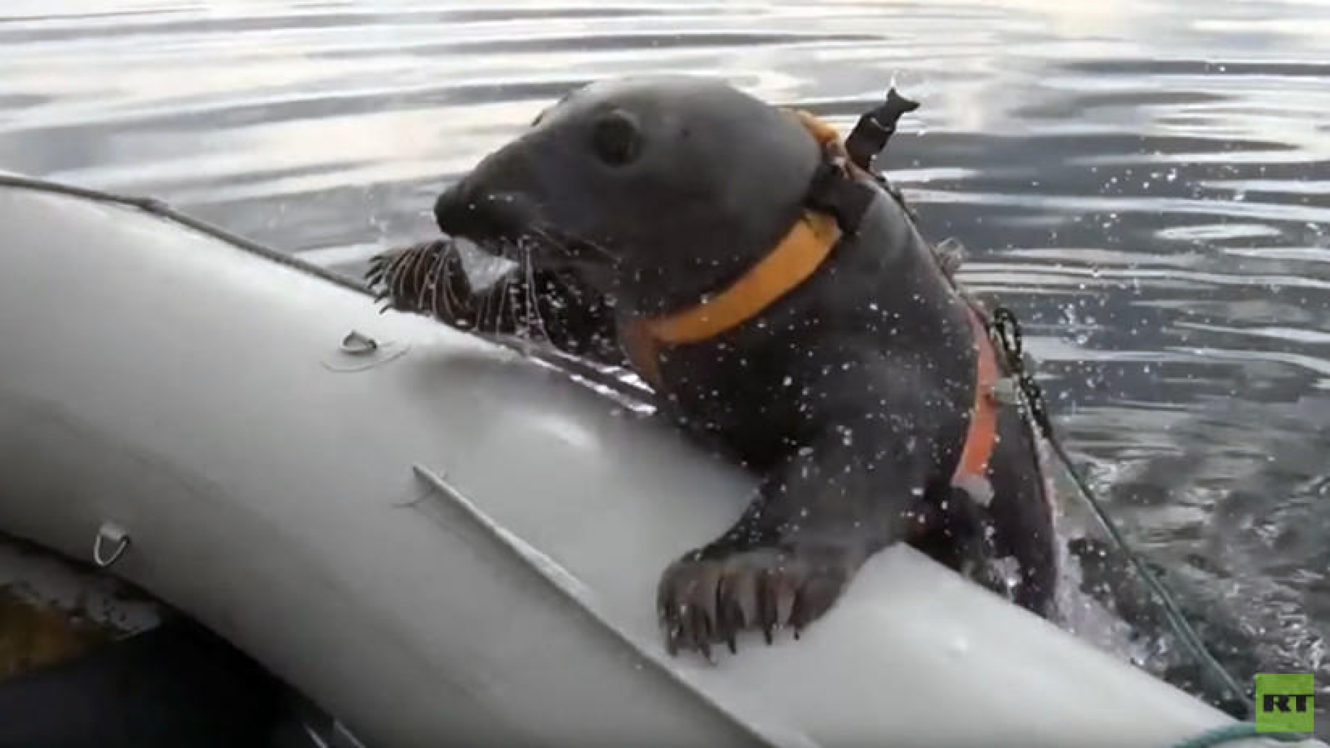 VIDEO: Foca se 'une' al Ejército de Rusia