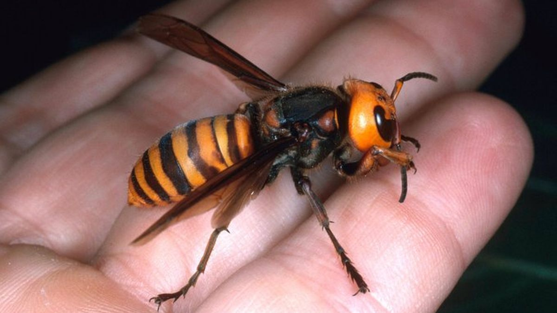 Muere hombre por picadura de avispón asiático gigante en España