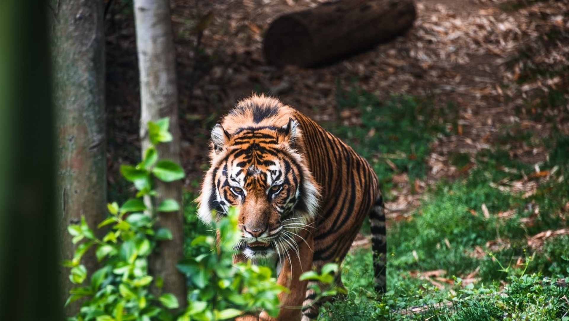 VIDEO: Tigre de Bengala entra a población e inicia una cacería de personas