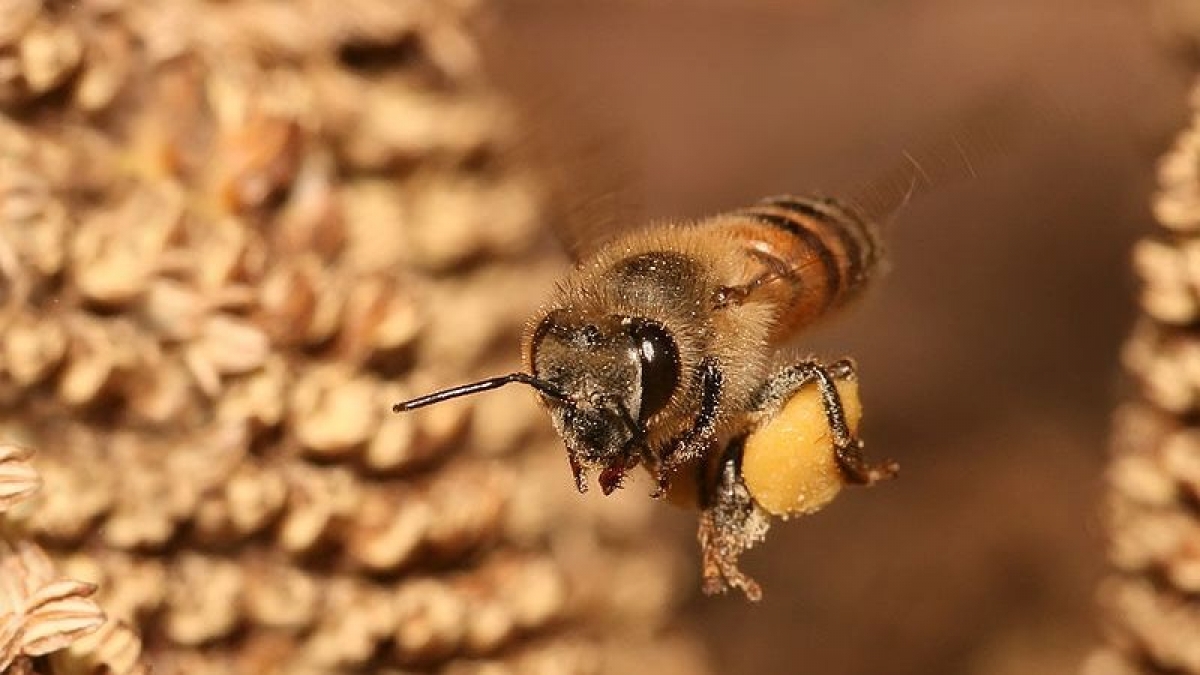 Escucha el extraño sonido que emiten las abejas cuando se llevan un susto