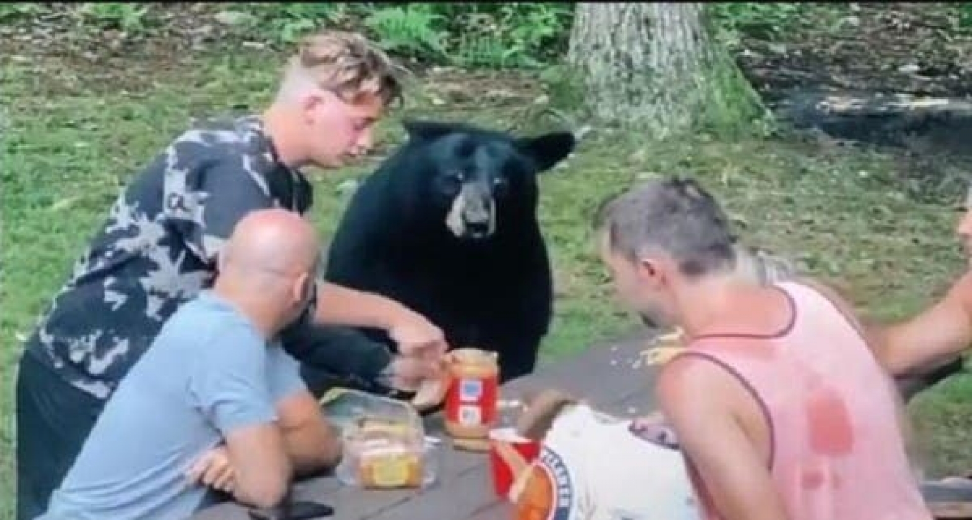 VIDEO: Oso negro 'se invita' al picnic de una familia